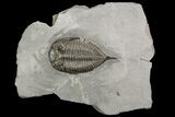 Dalmanites Trilobite Fossil - New York #99029-3